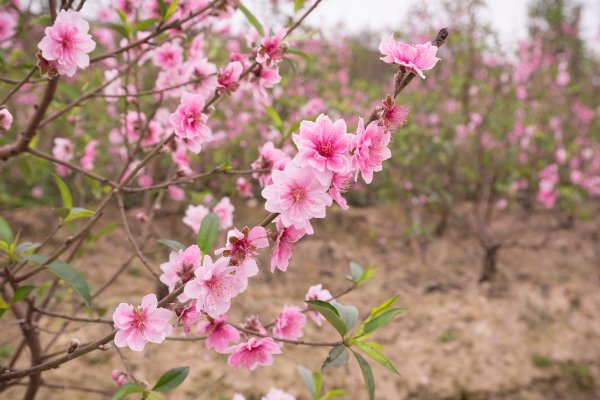 Цветущий персик