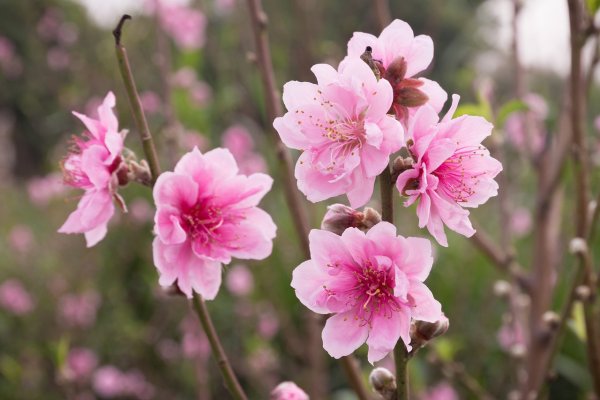 Цветы персика МОМО