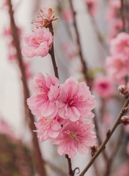 Пич блоссом