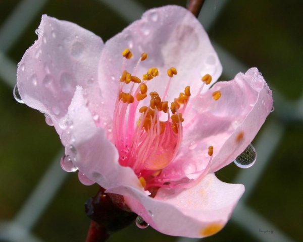 Цветы персика МОМО