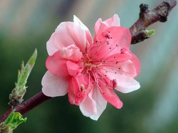 Цветки колокольчатые на персике