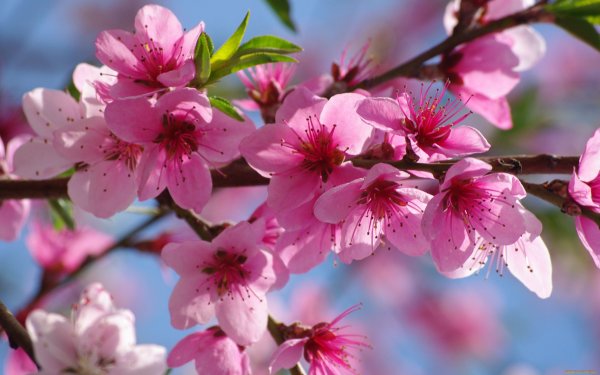 Цветы и инжирные персики