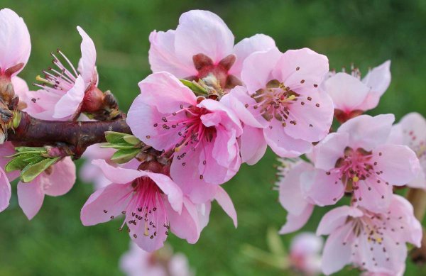 Персик Prunus persica