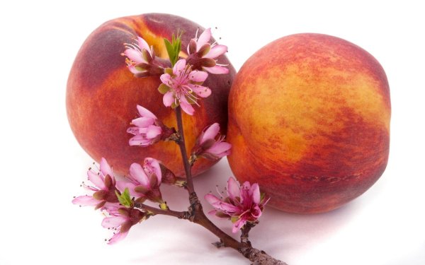 Цветок персика
