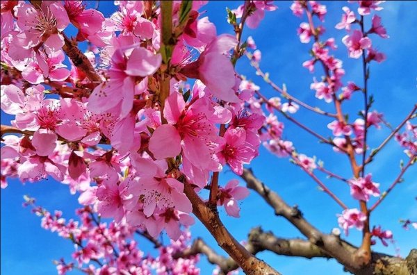 Дерево персик цветение