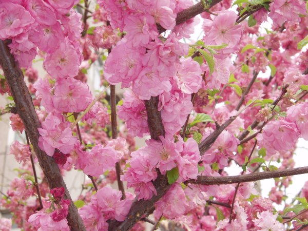 Персик дерево цветы