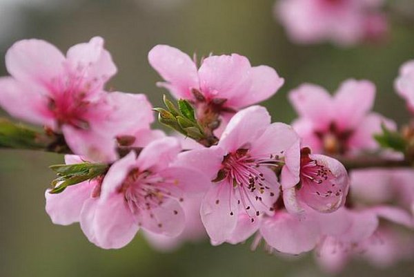 Цветущая веточка персика