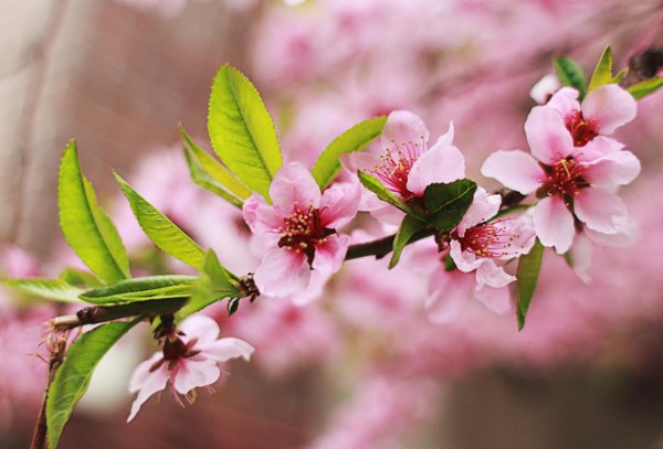 Цветок персика