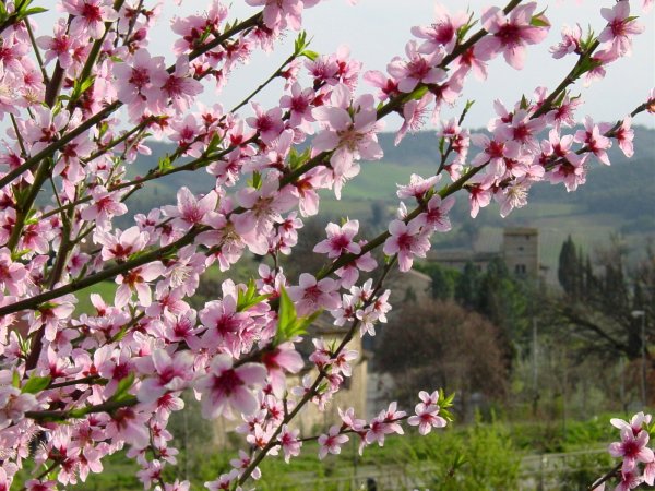 Цветы персики Сакура