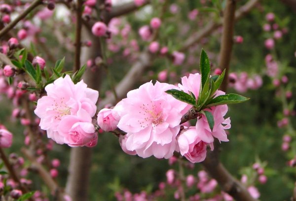 Цветение персика