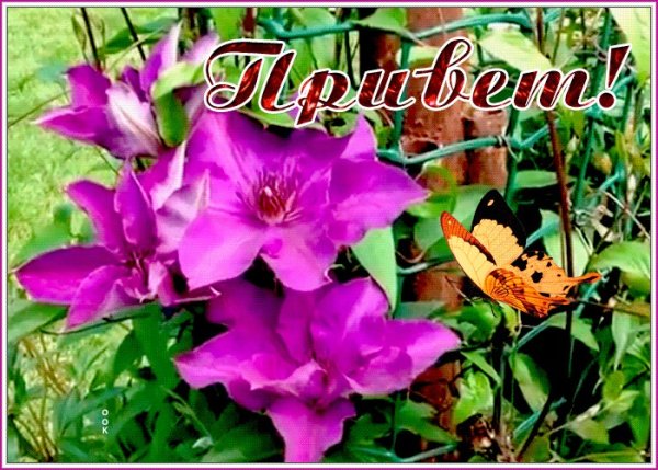 Привет цветы