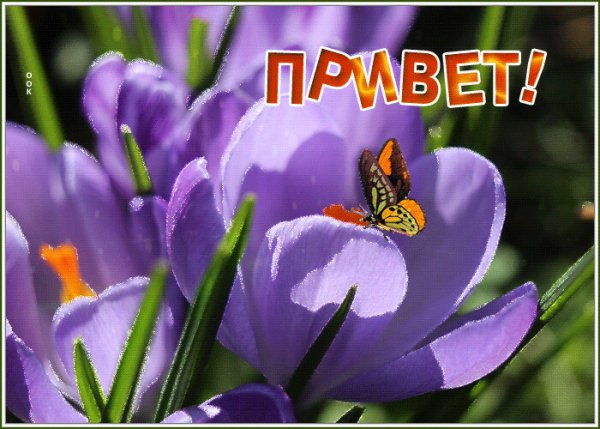 Привет картинки красивые