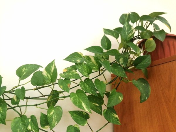 Эпипремнум мужегон