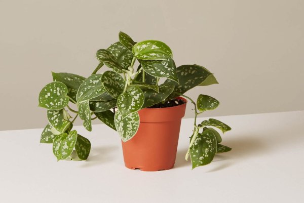 Сциндапсус Пиктус Аргуреус