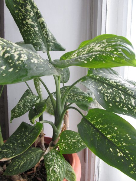 Диффенбахия мужегон