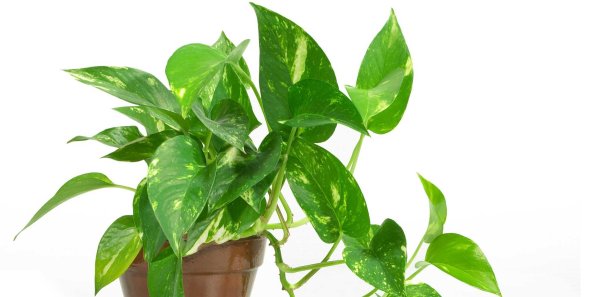 Мужегон сциндапсус