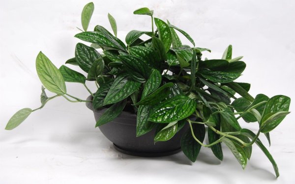 Эпипремнум мужегон