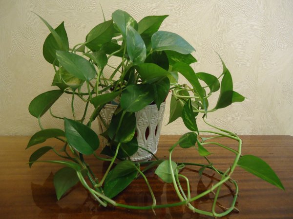 Лиана мужегон