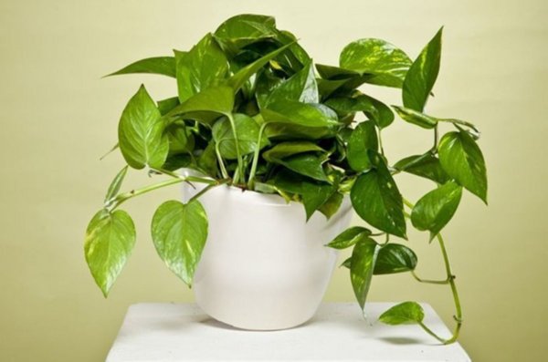 Сциндапсус Потос