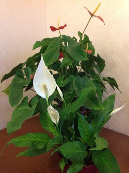 Цветок Лиана мужегон