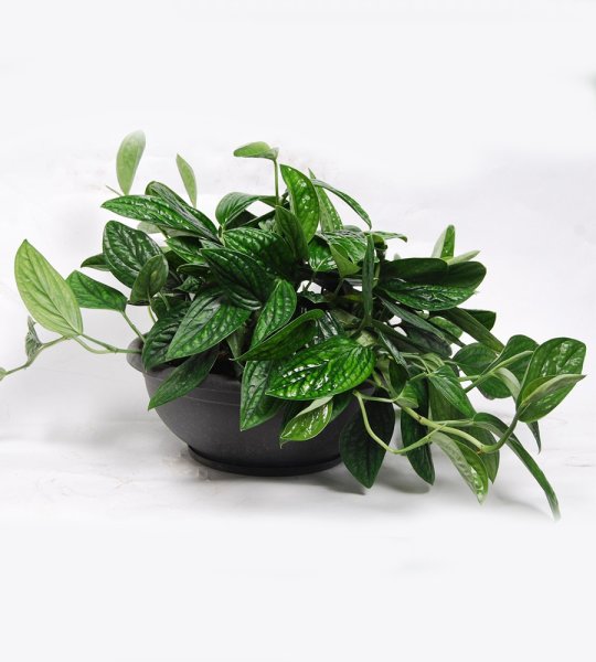 Эпипремнум пиннатум Марбл