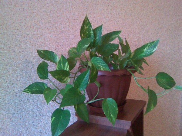 Спатифиллум мужегон