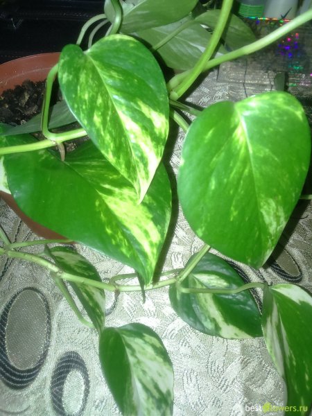 Эпипремнум мужегон