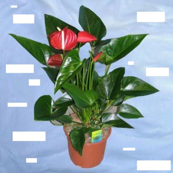 Комнатные растения