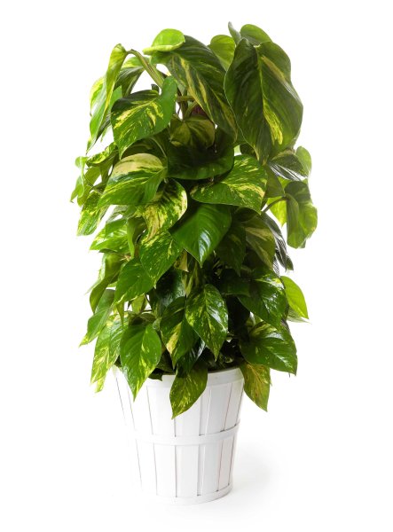 Сциндапсус Эпипремнум золотистый