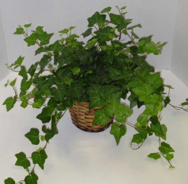 Вьюн мужегон комнатный