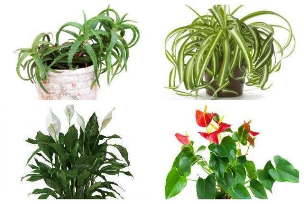 Цветок который отпугивает мужчин