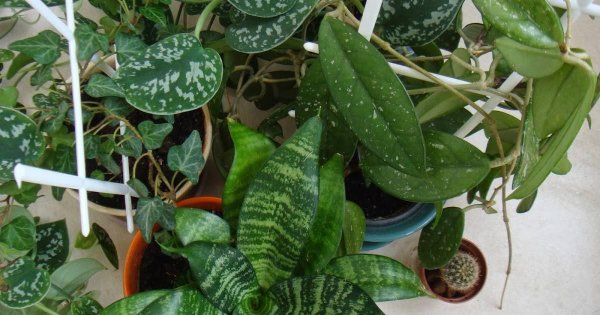 Мужегон Хойя