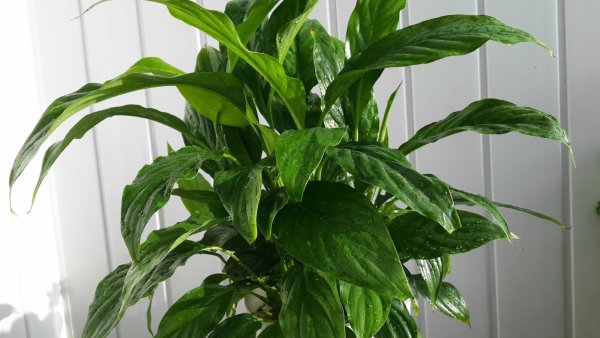 Спатифиллум мужегон