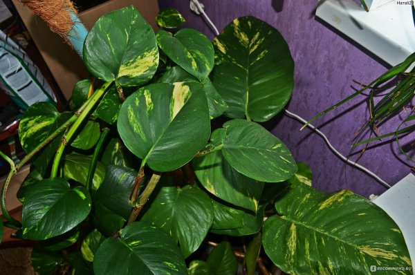 Вьюн мужегон