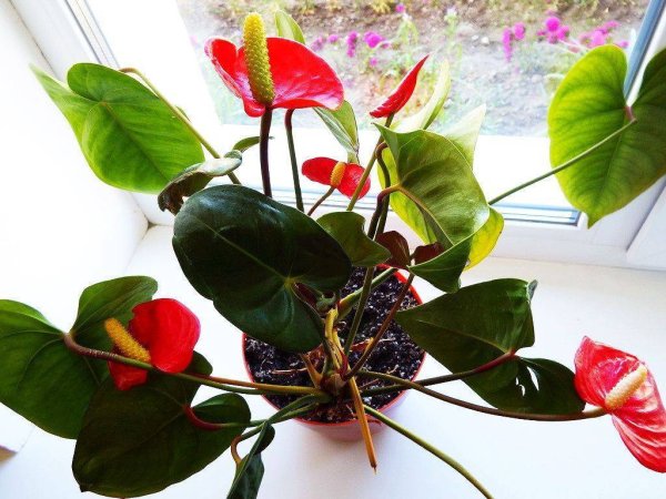 Цветок мужегон