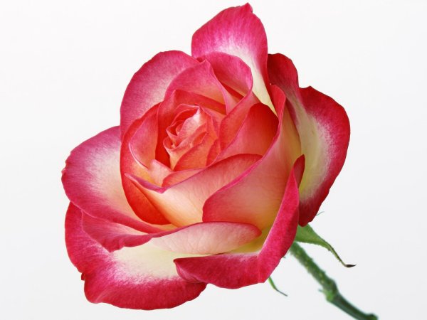 Сказочные цветы на прозрачном фоне