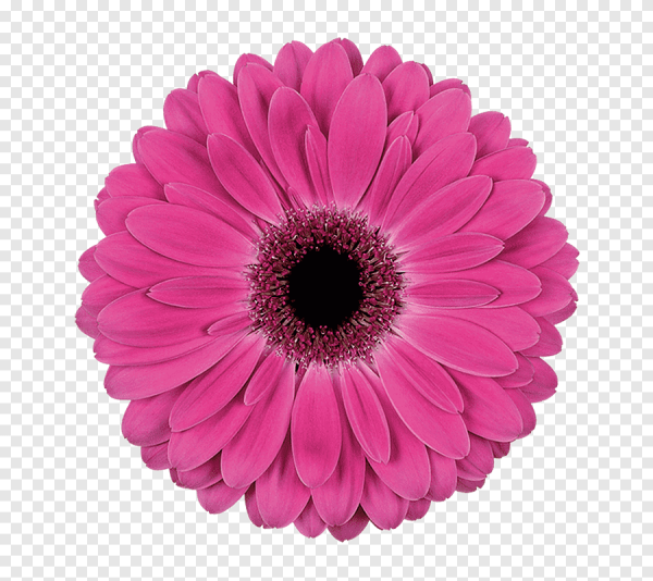 Цветочки на прозрачном фоне