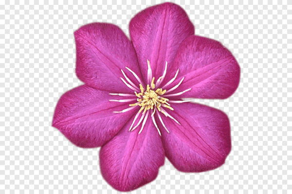 Цветок без стебля