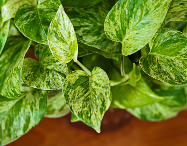 Сциндапсус Голден Квин