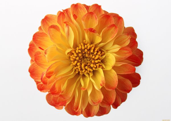 Цветы на прозрачном фоне