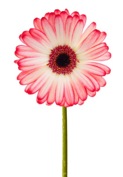 Цветы сверху