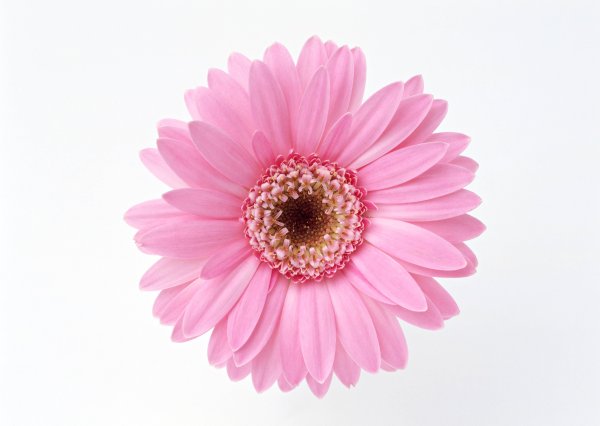 Цветочки на белом фоне