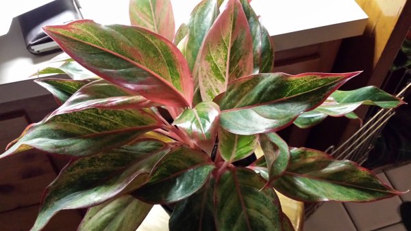 Цветок мужегон название