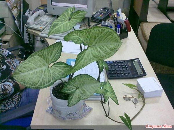 Бегония крупнолистная мужегон