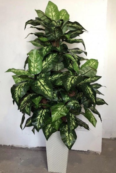 Юкка мужегон?