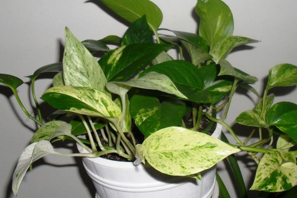 Спатифиллум мужегон