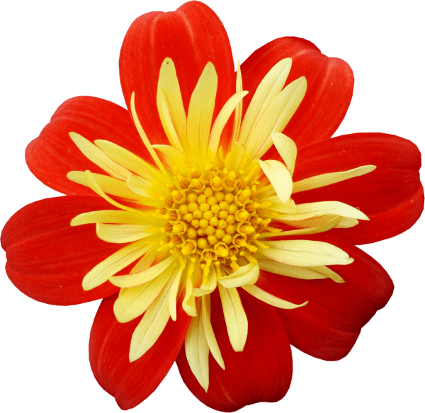 Векторные цветы