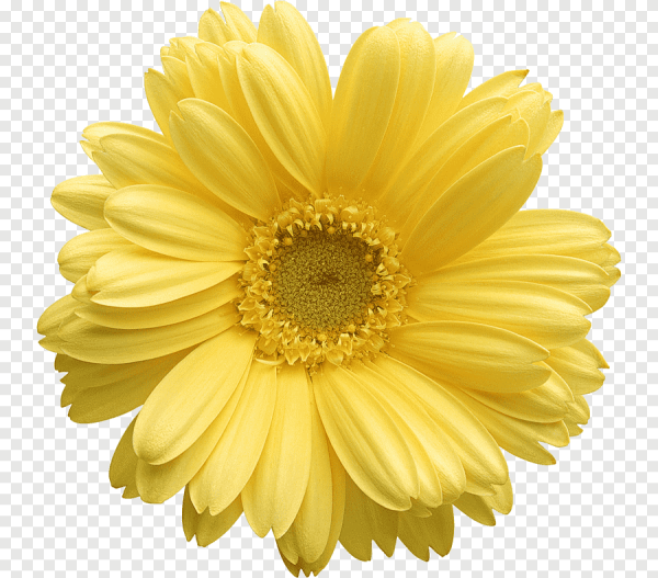 Фиолетовые цветы