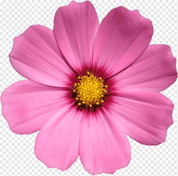 Гербера Изабель