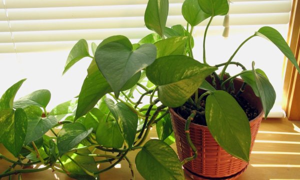 Спатифиллум мужегон